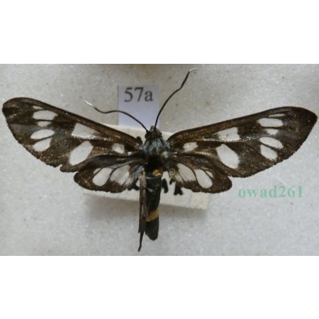 Amata phegea (Linnaeus, 1758) Oblaczek granatek Czech57a